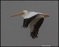 _0SB0197american white pelican in fog